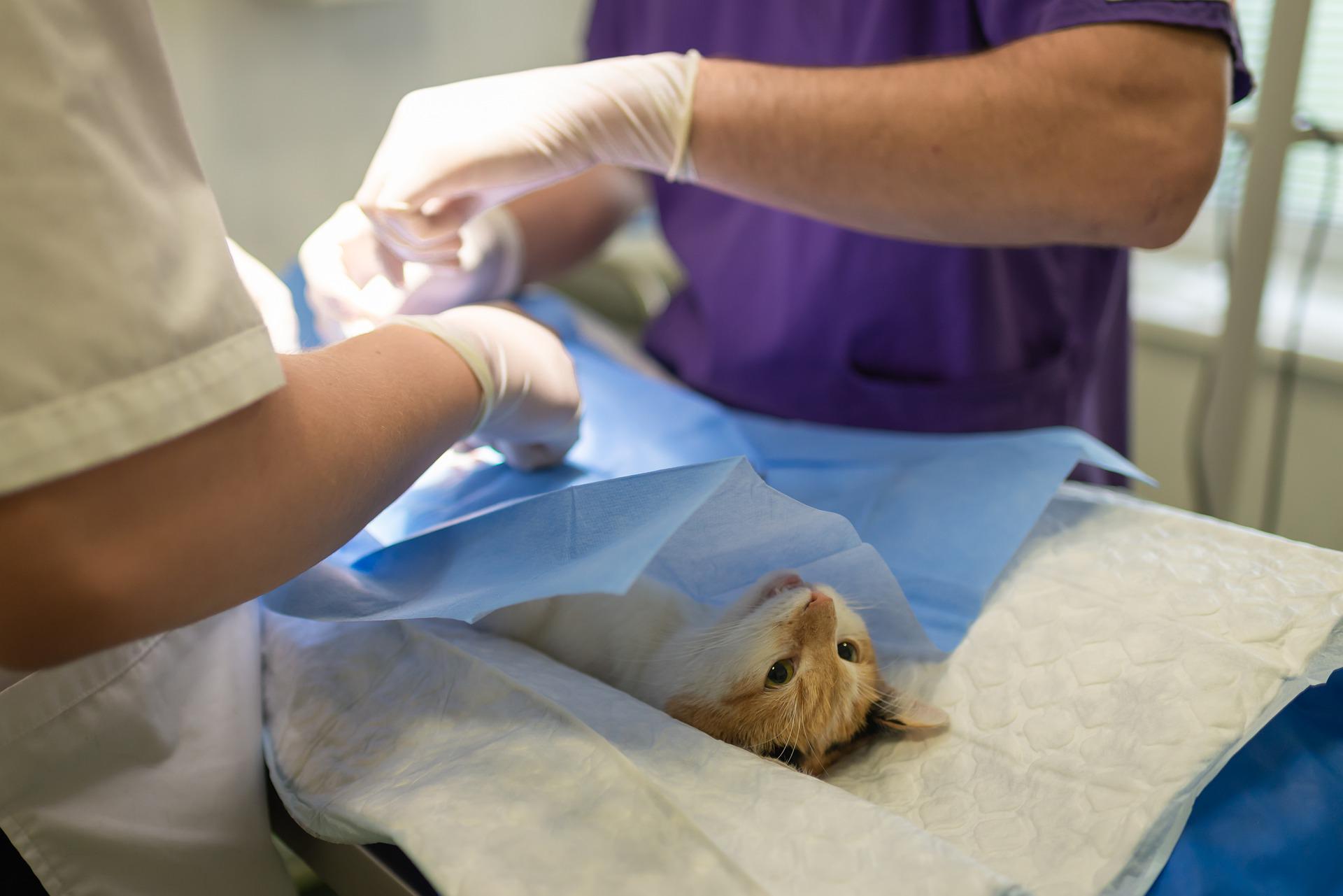 petsurgery
